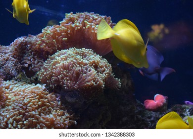 Zebrasoma is a genus of surgeonfishes native to the Indian and Pacific Oceans. They have disc-shaped bodies and sail-like fins