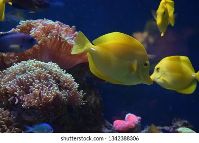 Zebrasoma is a genus of surgeonfishes native to the Indian and Pacific Oceans. They have disc-shaped bodies and sail-like fins