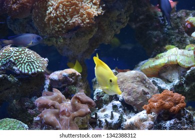 Zebrasoma is a genus of surgeonfishes native to the Indian and Pacific Oceans. They have disc-shaped bodies and sail-like fins
