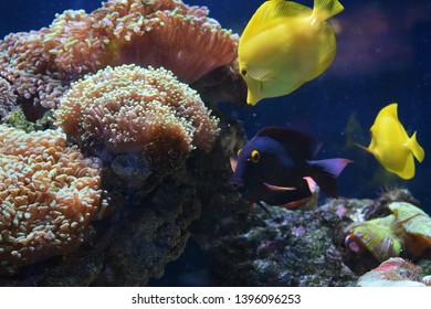 Zebrasoma is a genus of surgeonfishes native to the Indian and Pacific Oceans. They have disc-shaped bodies and sail-like fins