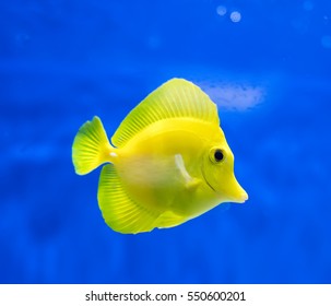 zebrasoma salt water aquarium fish