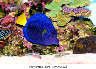 Zebrasoma xanthurum - Yellowtail purple tang fish