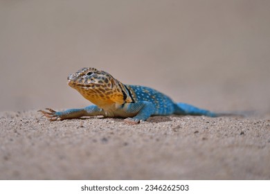 Zebra-tailed lizard, Callisaurus draconoides, USA, Mexico. Lizard in the nature habitat. Yellow blue reptile on the sand beach in nature. Wildlife Mexico.
