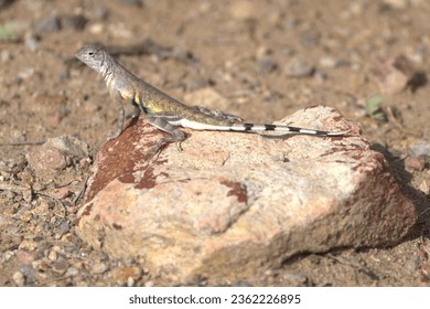 Zebra-tailed Lizard, David Yetman Trail, Tucson Mountain, Tucson, Pima County, Arizona