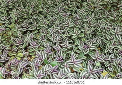 Zebrina Pendula Plant Stock Photo 1118360756 | Shutterstock