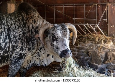 Zebu, Bos Primigenius Indicus, Is Feeding With Hay At Cowshed.