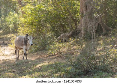 Zebu (Bos Primigenius Indicus) - Heading Home