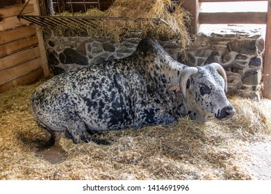 Zebu, Bos Primigenius Indicus, Lying On Straw In The Cowshed.