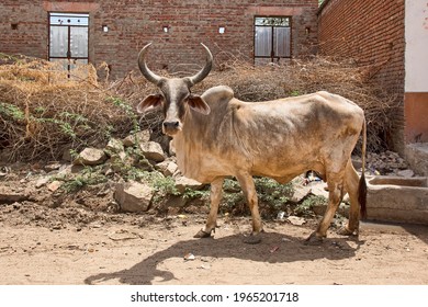 Zebu (Bos Primigenius Indicus) On Road, Bera, Rajasthan, India