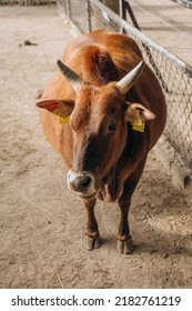 Zebu (Bos Taurus Indicus) Stands In The Yard