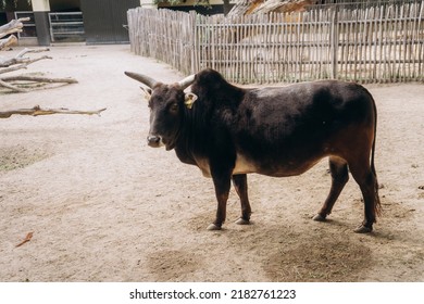 Zebu (Bos Taurus Indicus) Stands In The Yard