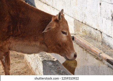 Zebu Cow Closeup Detail Drinking Water  Agriculture Stock Photo