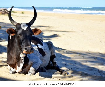 Zebu (cow) Sitting On The Beach In Madagascar