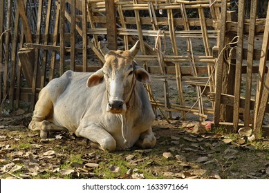 Zebu Or Humped Cattle (Bos Primigenius Indicus), Myanmar, Burma