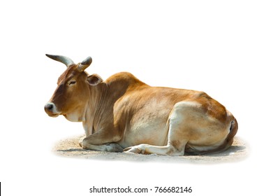 Zebu the indian bull isolated over a white background