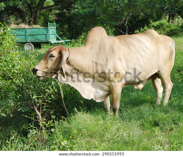 Zebu Lat Bos Taurus Indicus Longhorned Stock Photo (Edit Now) 290555993