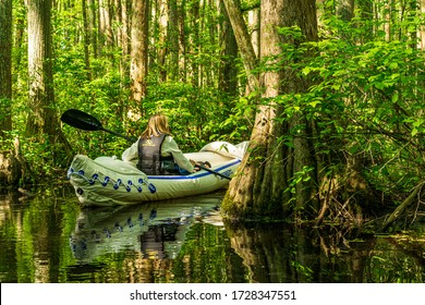 Zebulon,North Carolina/United States-May 10, 2020: Picture Depicts Robertson Millpond. A Female Kayaker Is Paddling The Canoe Trail. She Paddles Among Cypress Trees On The Black Water Pond.