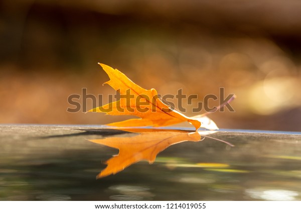 Zeist, Utrecht/The Netherlands - October 21 2018:\
Fallen oak leaf on roof top of black car, with reflection of the\
leave in the paint of the\
car