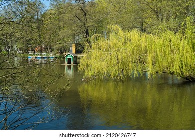 Zelenogradsk, Russia - May 11, 2021: Weeping Willow Tree With Duck House And Catamaran Station