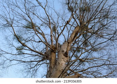 Zelkova Tree And Mistletoe Up