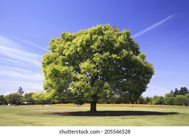 Zelkova Tree And The Square