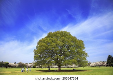 Zelkova Tree And The Square