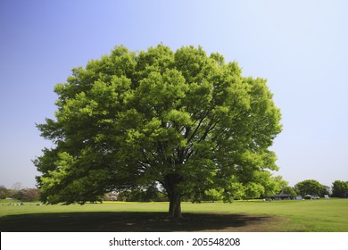 Zelkova Tree And The Square