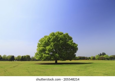 Zelkova Tree And The Square