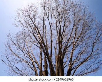 Zelkova Tree That Fell In Autumn