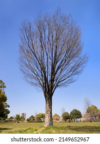 Zelkova Tree That Fell In Autumn