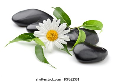 Zen Basalt Stones And Daisy Isolated On White