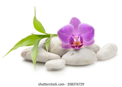 Imágenes Fotos De Stock Y Vectores Sobre Flowers White
