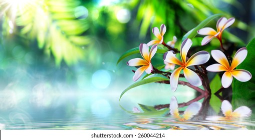 Zen Garden With Frangipani And Vapour On Water 