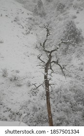 A Zen Moment In The Snow.