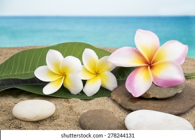 Turtle Heart Hibiscus Hawaii Flower salt Beach Sand Life