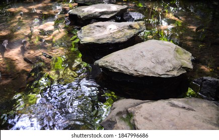 Zen stone path in forest.Rock way for cross pool.Stone way in forest garden with fish in Stream