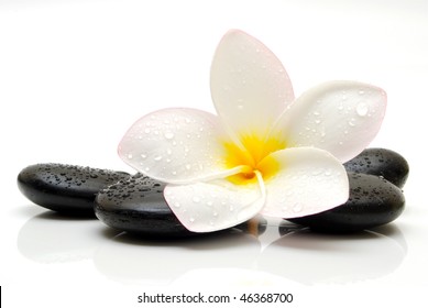  Zen Stones With Frangipani Flower
