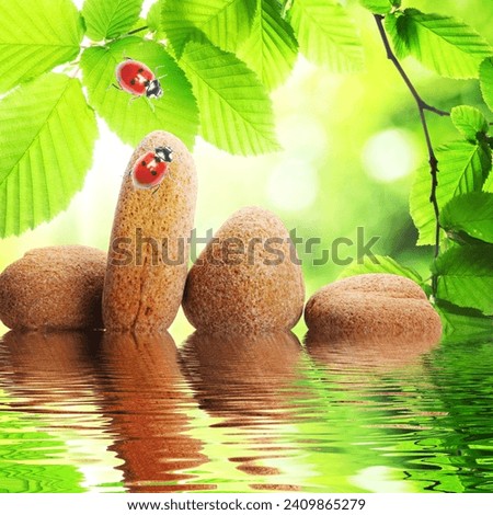 zen stones and green leaves showing spa concept with water reflection