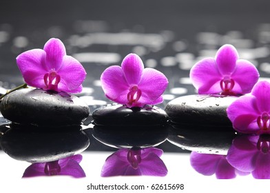 Orchidee Zen Images Photos Et Images Vectorielles De Stock Shutterstock