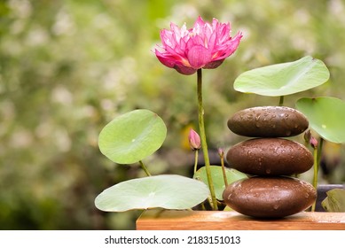 Zen stones and rose angel lotus on anture background.