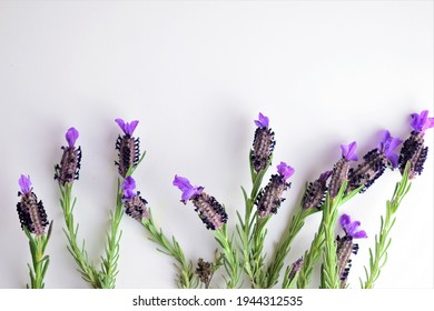 白背景 花 の画像 写真素材 ベクター画像 Shutterstock