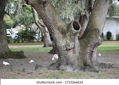 Zephyr Park, Pasco County Florida, USA