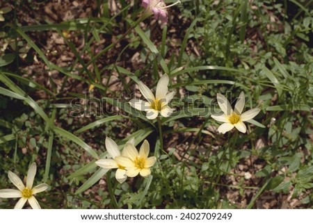 Zephyranthes Ajax - Rain Lily in Bloom 
