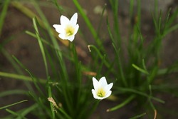 Zephyranthes candida, with common names that include autumn zephyrlily ...