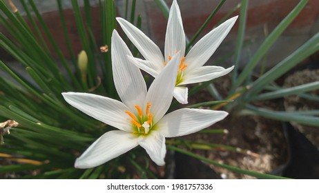 Zephyranthes Candida High Res Stock Images Shutterstock