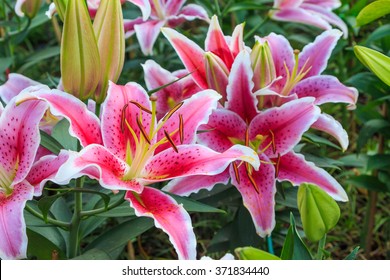 796,066 Lily garden Images, Stock Photos & Vectors | Shutterstock