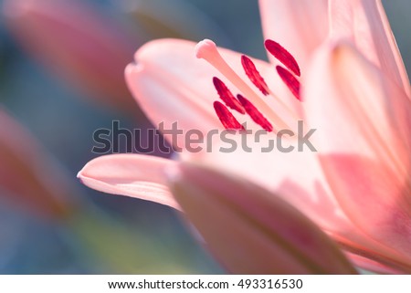 Similar – Close-Up Details Of Pink Tulip Flower