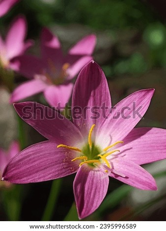 Zephyranthes pink flowers in the garden. Rain Lily beautiful blooming in garden, Beautiful bright blossoms close-up , Pink zephyranthes lily select focus.