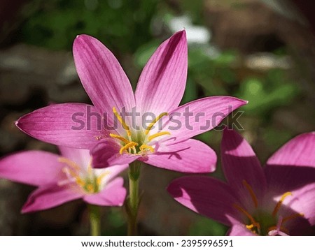 Zephyranthes pink flowers in the garden. Rain Lily beautiful blooming in garden, Beautiful bright blossoms close-up , Pink zephyranthes lily select focus.