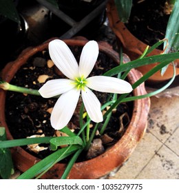 TÌNH YÊU CÂY CỎ ĐV4 - Page 20 Zephyranthes-white-flower-260nw-1035279775